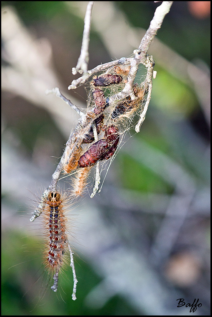 Larva di Calosoma sycophanta dalla Croazia